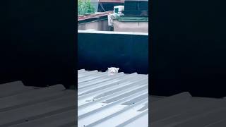 Cats in hurricane Milton#funnyvideo #funny #pets #usa #catvideos #cats