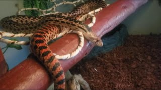 Odin, my Pacific Gopher snake hanging out relaxing.