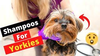 7 Best Dog Shampoos for your Yorkshire Terrier