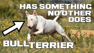 The Eggheaded BULLFIGHTER - Bull Terrier - Animal a Day