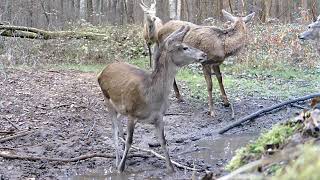 Jelenie przy babrzysku (bajorku) | Deers by the puddle | Олень у лужи