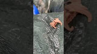 Creepy Crawler on my Firewood tarp Monkey Slug (Hag Moth Larva)