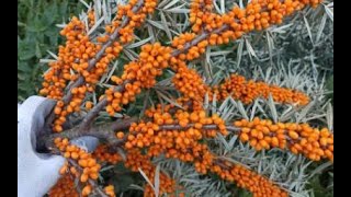 The Life Cycle of Sea Buckthorn | Modern Agricultural Planting and Harvest of Sea Buckthorn Berries