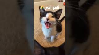 عجبكم غنائي ولا دبر شغلة تانية🤔🙈😅🤣🤣