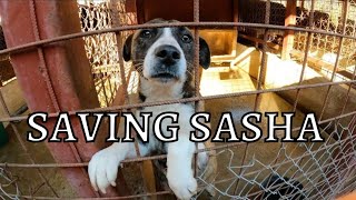 Saving a Pregnant Dog from a KILL SHELTER