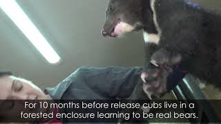 Bear Cub Nursery: Back To The Wild