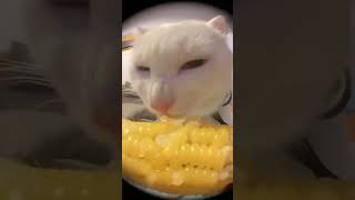 Gatito nuevamente comiendo Elote !