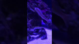 #viral #fypシ #shortvideo #beautiful #nature #foryou #fypシ゚viral #water #fy #fish #sea #seaworld#life