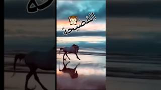 يكره سماع النصيحة ويحب سماع 😧 الفضيحة#اقتباسات #معلومات