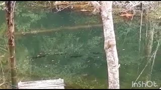 PESCA DE TAMBAQUI NO IGARAPÉ DO SÍTIO EM PRESIDENTE FIGUEIREDO-AM