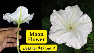 Moon Flower Full Open Blooms At Night | Rare Garden