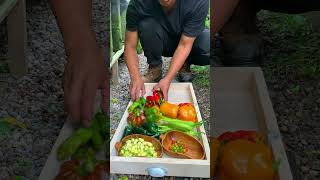 If you're not into peppers, you might want to skip watching today's harvest