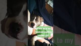 Freckle nosed pitbull steals our hearts everyday - cold night cuddles & sleepy mornings with Nelly