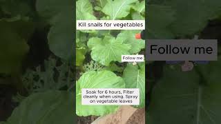 kill snails for vegetables  #garden #gardening #plants