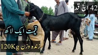 Pakpattan Bakra Mandi/Qurbani Ke Bakroon ke Rates Low Ya High/120 Kg Wala Bakra 1Lakh Main