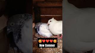 My pigeons Then and Now🕊️😱#habibi viral I have my pigeon. hai kabootar status hai kabootar.#pigeon