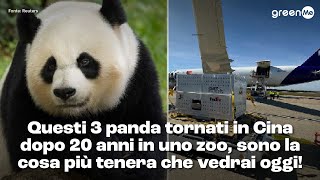 Questi panda tornati in Cina dopo 20 anni in uno zoo, sono la cosa più tenera che vedrai oggi!