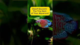 Dwarf Gourami: The Tiny Gem of Your Aquarium! AquaVerse #dwarfgourami  #aquascape #shorts