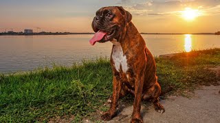 The Boxer Dog: Fun and Loyal - Is it Right for You?