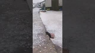 Hail kills rats in Vietnam (If you find it interesting, please like and share, thank you.)