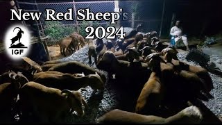 New Anantpur Red Sheep's 2024.