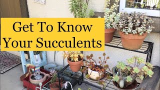 25 Amazing Succulents With Identification