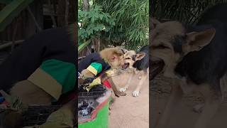 Monkey vs dog fights #monkey #dog #animals #shorts