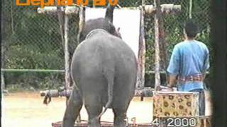 TRIP TO THAILAND PT. 5 NONG NOOCH TROPICAL GARDEN, CULTURAL SHOW,ELEPHANTSHOW.mpg