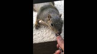 Cute Squirrel eating Cereal Oreo O's :)