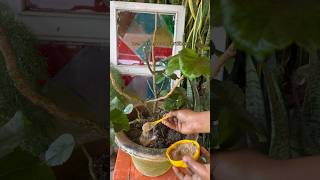 hibiscus plant growing tips|hibiscus care@banita21 #shorts#youtubeshorts#viral#gardening#hibiscus