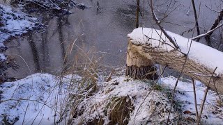 Ślady działalności bobrów w tarnogórskim lesie