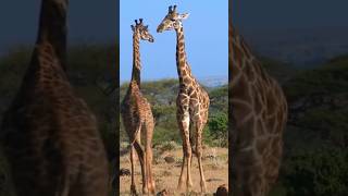 Two Giraffes Fighting #youtubeshorts #wildlife #giraffesfighting