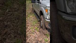 F250 gets stuck while exposing beautiful oak tree. #short #f250 #hardluck #texas #oaktree #tree #dog