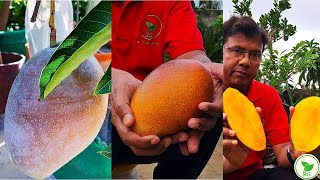 ছাদবাগানের সব থেকে বড়, মিষ্টি ও রঙিন আম | The BIGGEST, Sweetest and Colourful: The Ultimate Mango