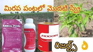 #మిరప పంటలో మొదటి స్ప్రే #First spray in chilli#rogor#megafol#brexilplus#valagro#100% results