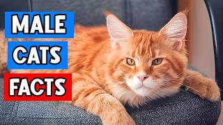 12 Surprising Facts About Male Cats You Need to Know ♂️ (#12 is Amazing!)