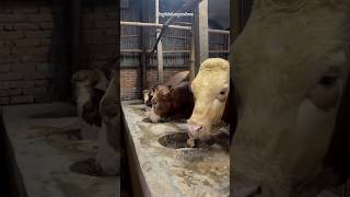 What Type Of Mixture These Bulls Having | #bulls #meal #farming #animals #shorts #trending #video