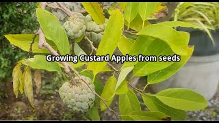 Growing custard apples is easy even from seed. Casimiroa edulis Rutaceae  170 species of small trees