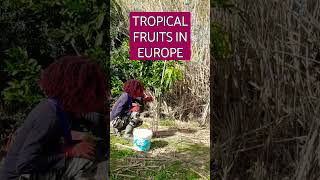 mango 🥭 trees🌳 in Europe #shorts #mango #travelgreece #greekisland #farming