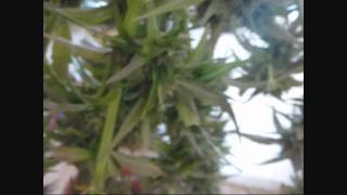 The Happy Grow Show- Harvest Time!!!