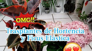 TRASPLANTE DE #HORTENCIA Y #FICUSELÁSTICA #flores #plantastropicales #jardín #garden 🌿🌾🪴🌴