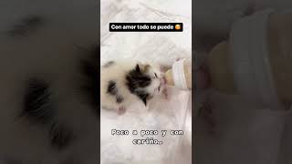 Rescate de un michi ❤️ - por appthepack en ig