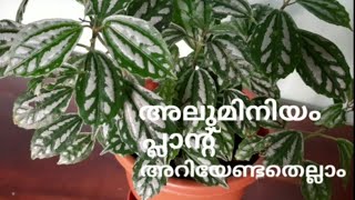 Silver Pilea/ Aluminium plant care tips | അലുമിനിയം പ്ലാൻ്റ് അറിയേണ്ടതെല്ലാം