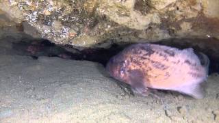 Clint Walker Master Diver @ La Jolla Shores Scuba Dive 8 25  2013