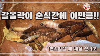 갈볼락 연속 입질해 주니 세상 행복하고 함께 맛본 미래통닭 대박 JMT