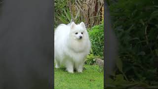 Just A Cute Little Fluffy White Dog #cute #animallover #animals #love