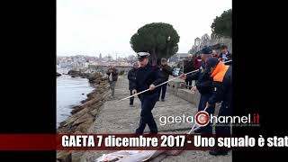 Compare un piccolo squalo tra gli scogli a Gaeta Medievale VIDEO Interviene la Guardia Costiera