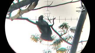 HUNTING LONG RANGE WILD BIRD WITH FX AIRGUN