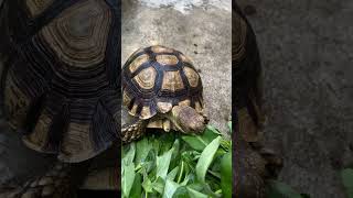 Lihat kura sulcata dari dekat kura ini bernama gacu part 7 #shorts #animals #sulcata