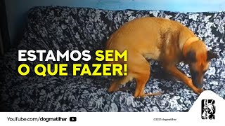 MINHA PASTOR BELGA MALINOIS ESTÁ NO CIO!/ DIA CHUVOSO ESTAMOS NO TÉDIO| DOG MATILHAR